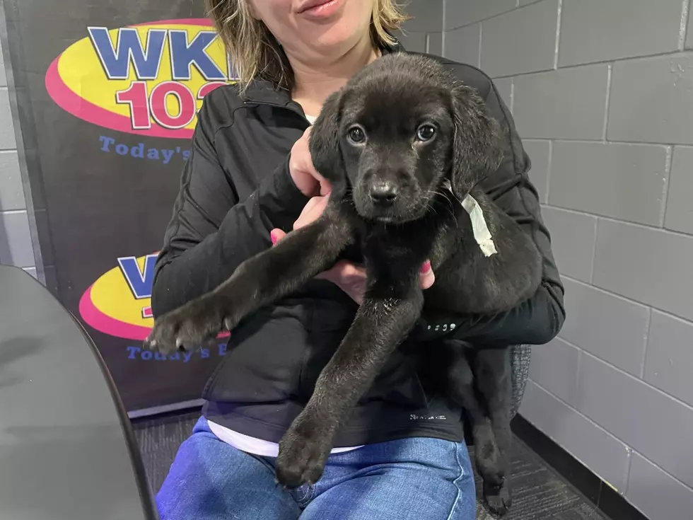 Sweet Sable is Available Right Now at the SPCA of SW Michigan
