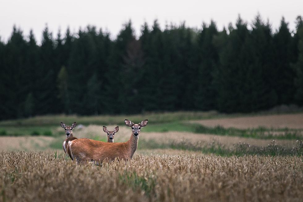 What Happens to All the Roadkill Along West Michigan Roads and Whose Job is it to Clean That Up?