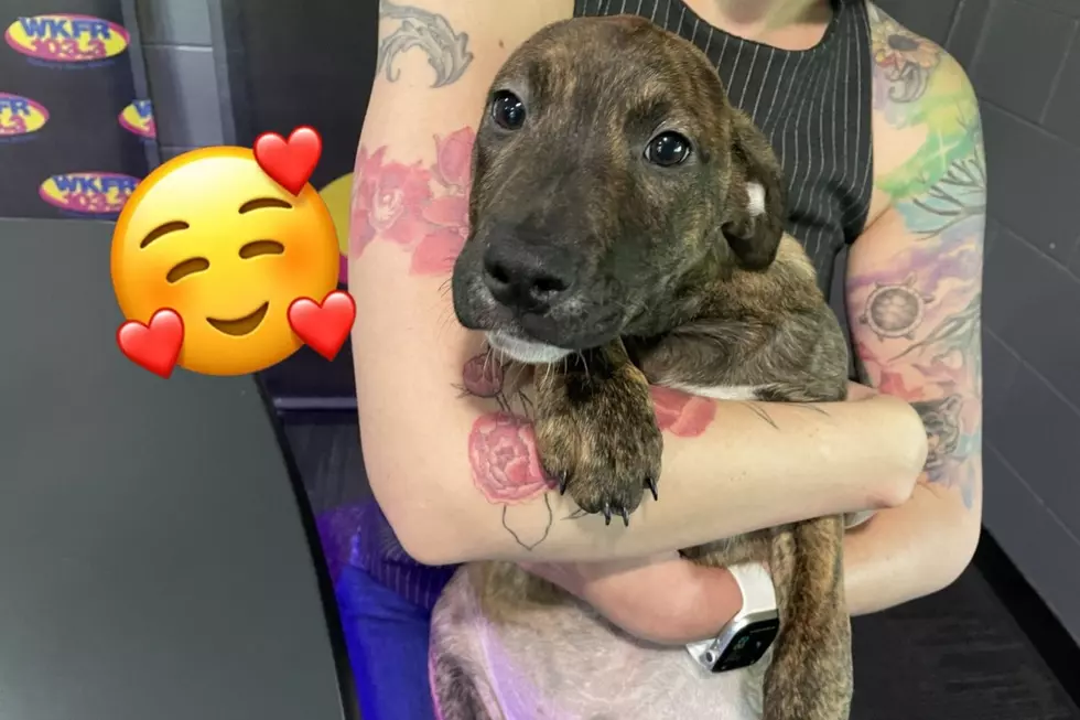 With Perfected Puppy Eyes, 3-Month-Old Jim Is Ready to Be Adopted