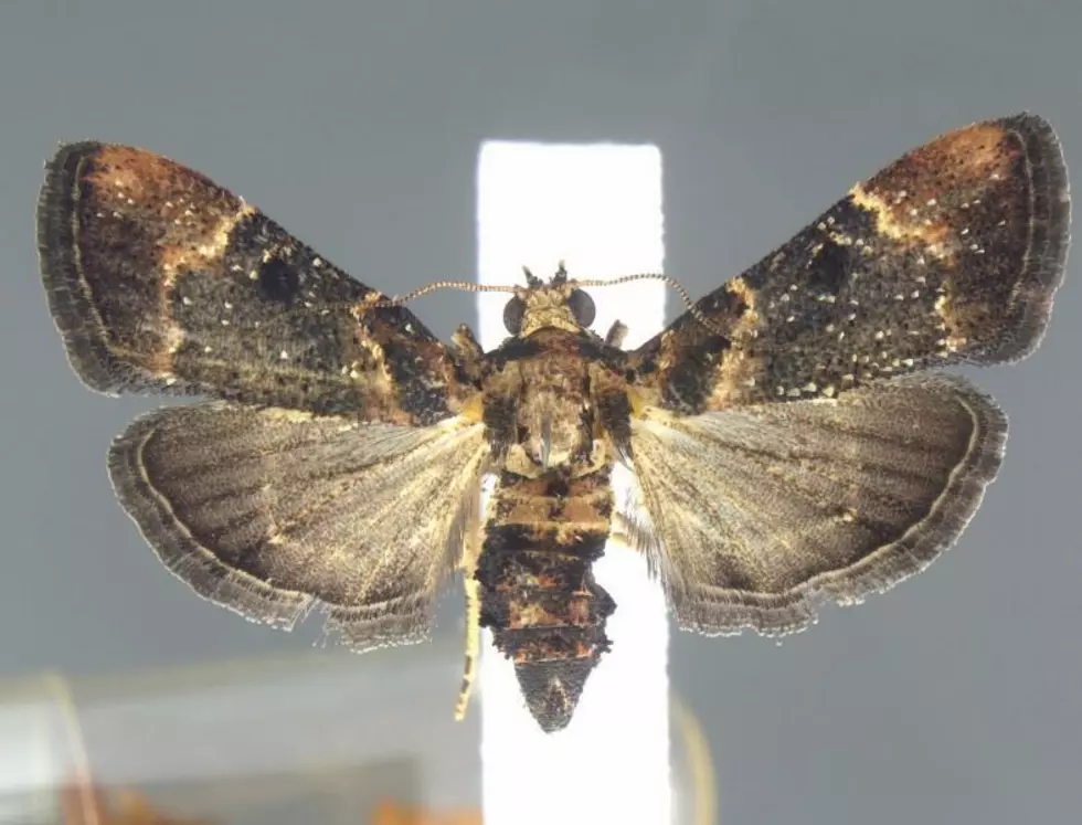 Customs Agents at Detroit Airport Find Rare Moth in Passenger’s Bag
