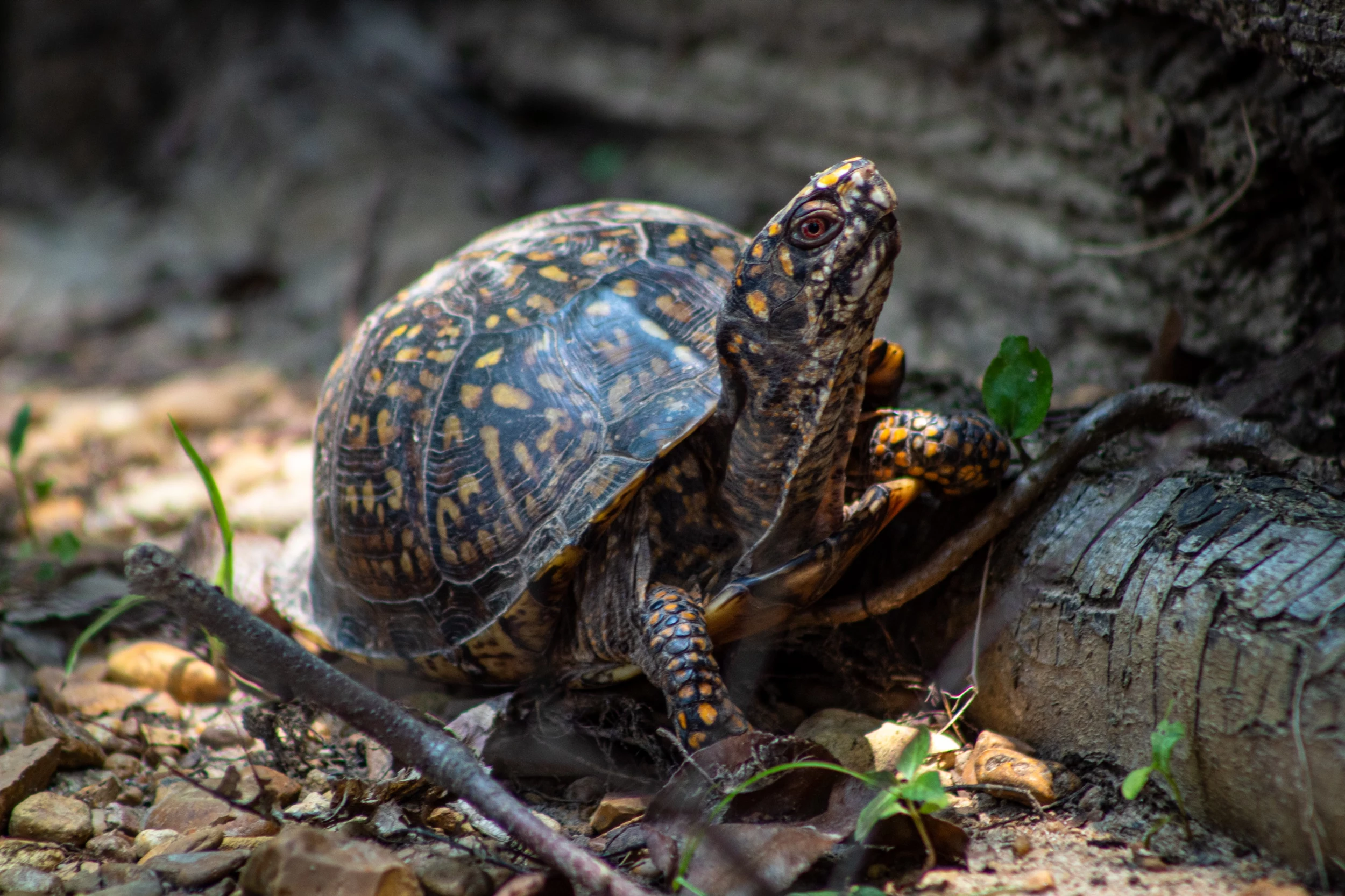 Did You Know Michigan Has a State Reptile?