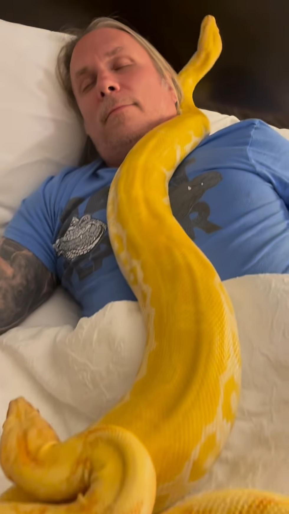 Michigan Man Goes Viral Napping With Two Giant Pythons