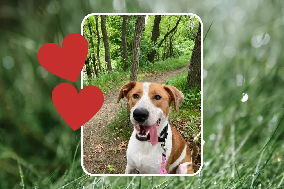 This Happy Boy, Toast, Is Ready to Freely Frolic in Your Backyard