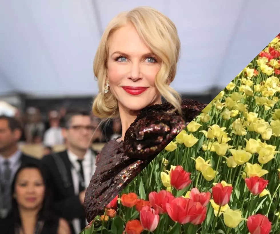 Nicole Kidman to Star, Produce New "Holland, Michigan" Thriller 