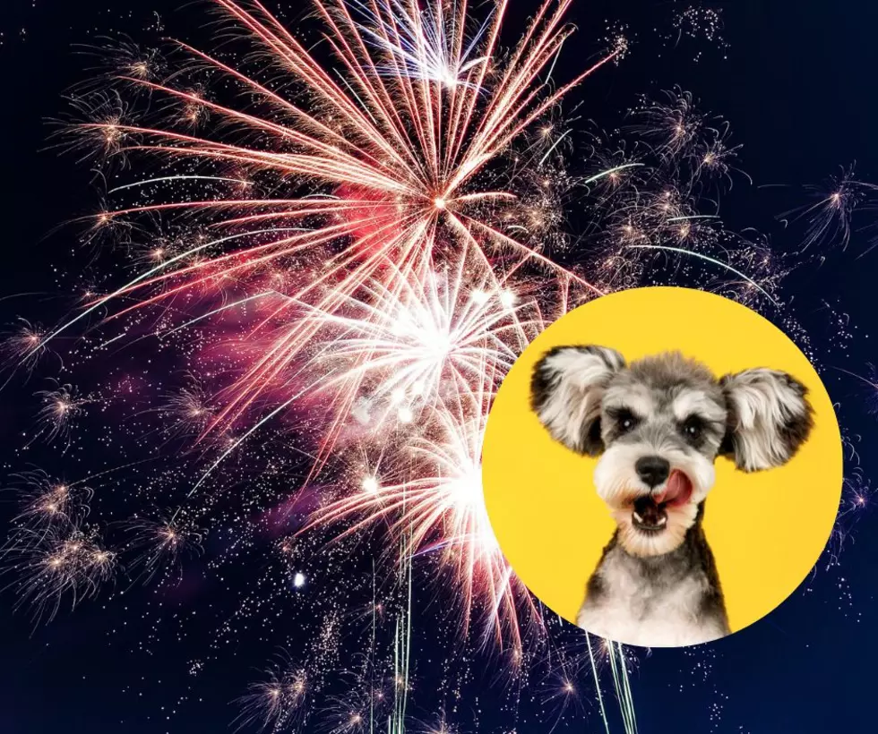 Keep Your Pets Safe During This Weekend’s Fireworks and Air Show Celebrations