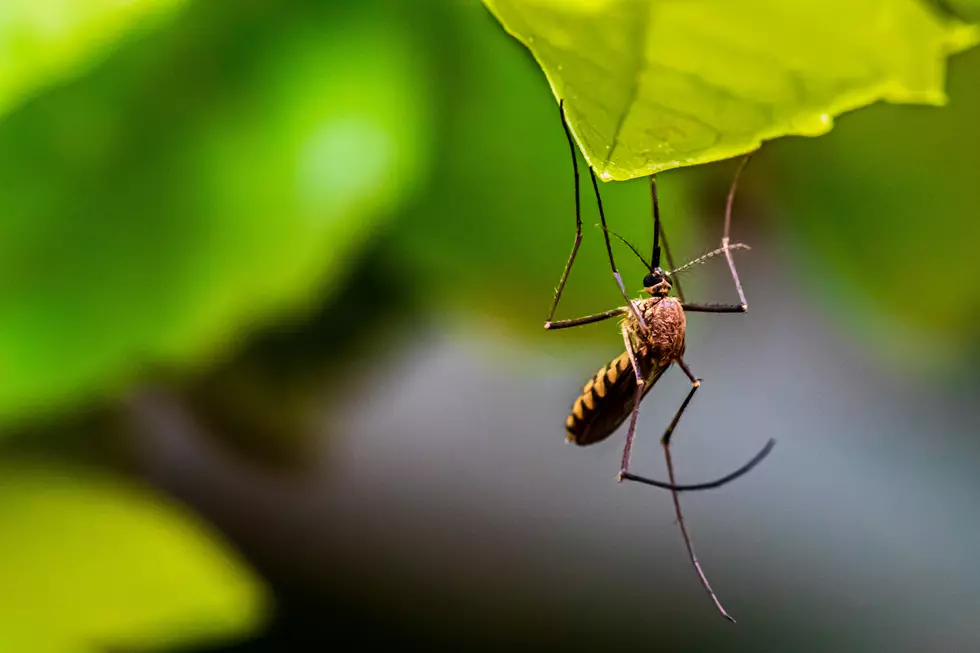 Jamestown Canyon Virus Confirmed in Michigan. What It Is And How To Avoid It