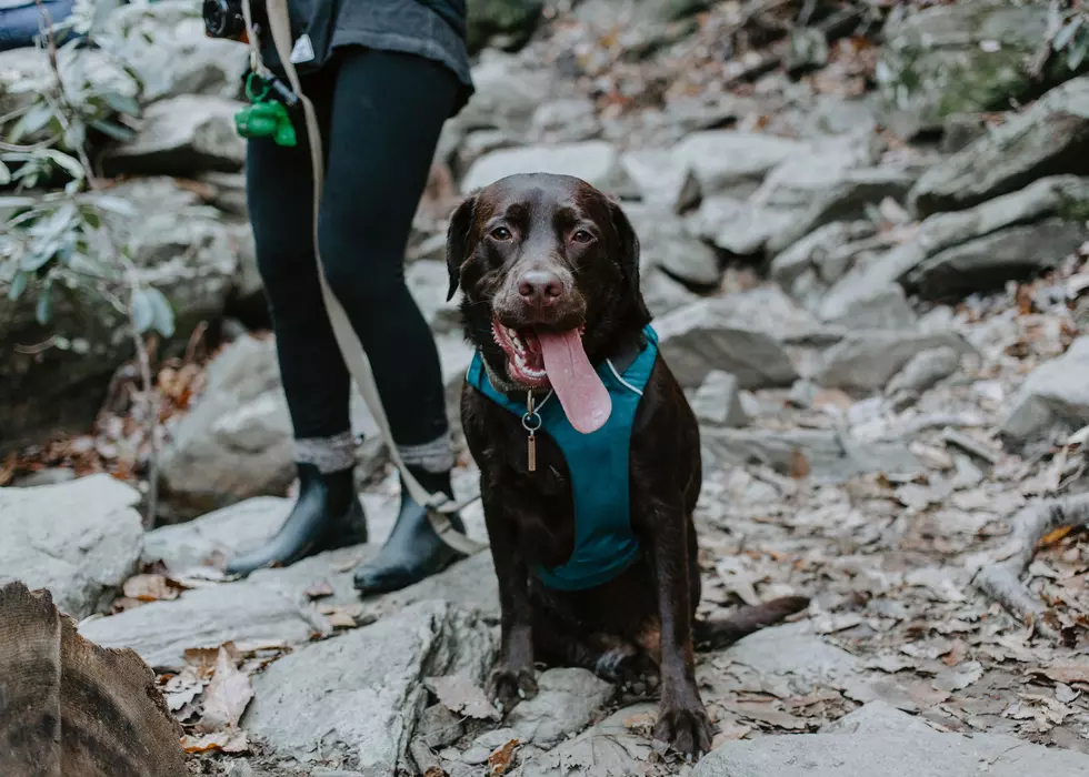 The Best Dog-Friendly Hiking Trails Near Allegan County