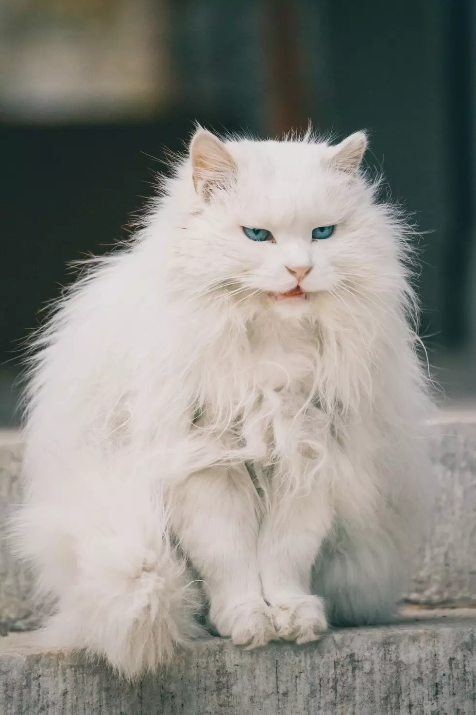 Ohio Woman Calls Cops on Crazy Cat