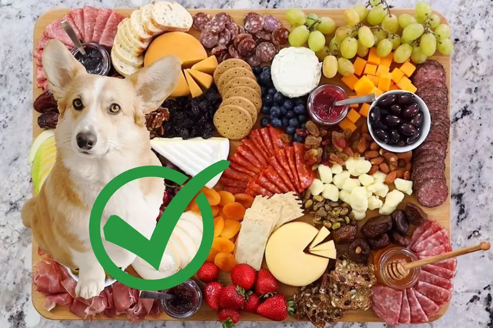 Dog-Friendly Charcuterie Board? Kalamazoo Bar Adds It to the Menu