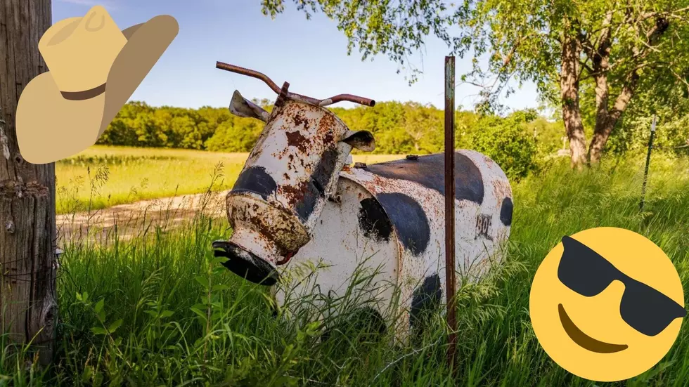 Meet Bob The Tin Cow From Bitely, Michigan