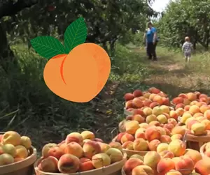 3 West Michigan Farms to Visit During Prime Peach Picking Season