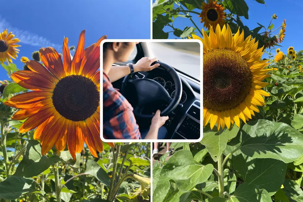 30 Acre Drive-Thru Sunflower Tour Pops Up in Centreville, MI