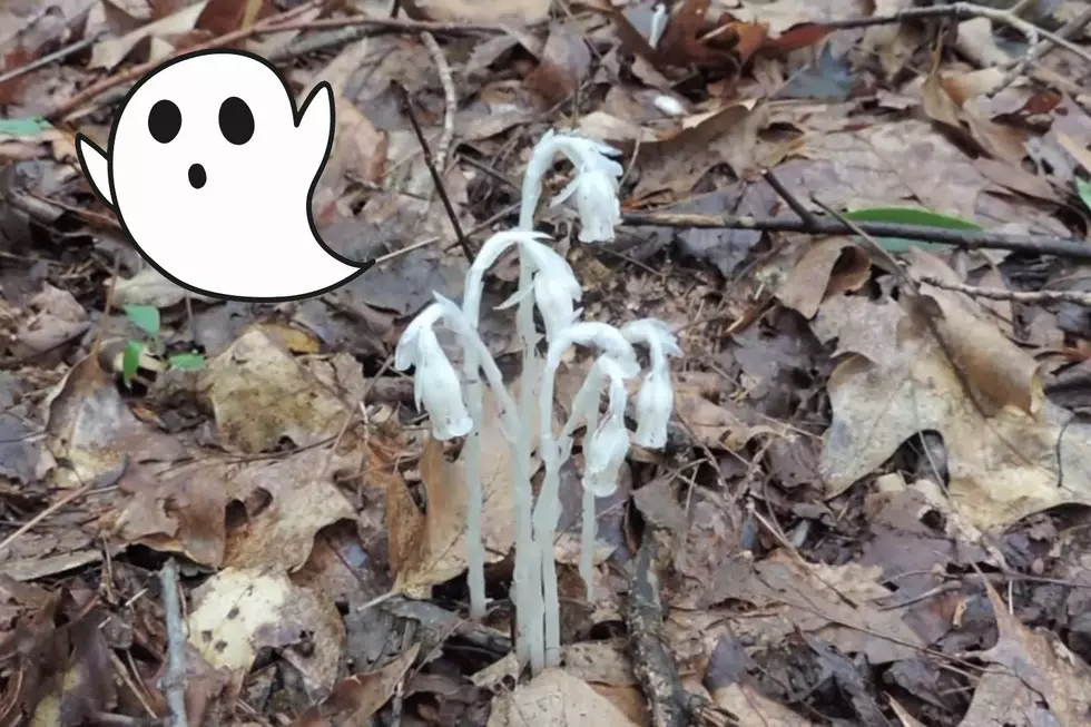 What's a Ghost Plant? Pale Flower Spotted in Michigan's U.P.