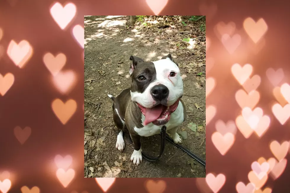 With a Big Smile & Even Bigger Heart, Who's Ready to Adopt Ellie?