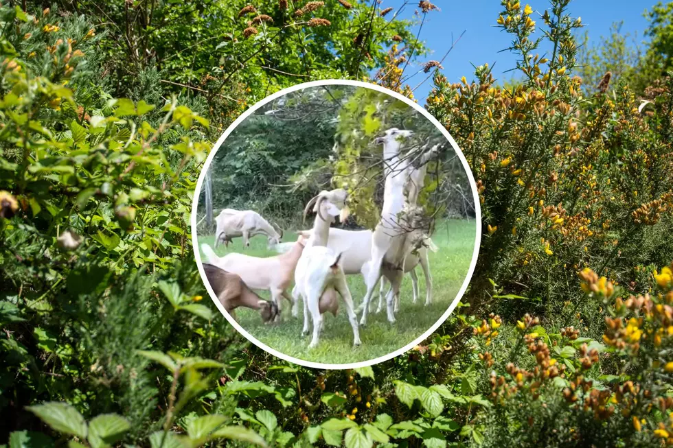 Goat Landscapers? They’re Real. You Can Find Them in Battle Creek