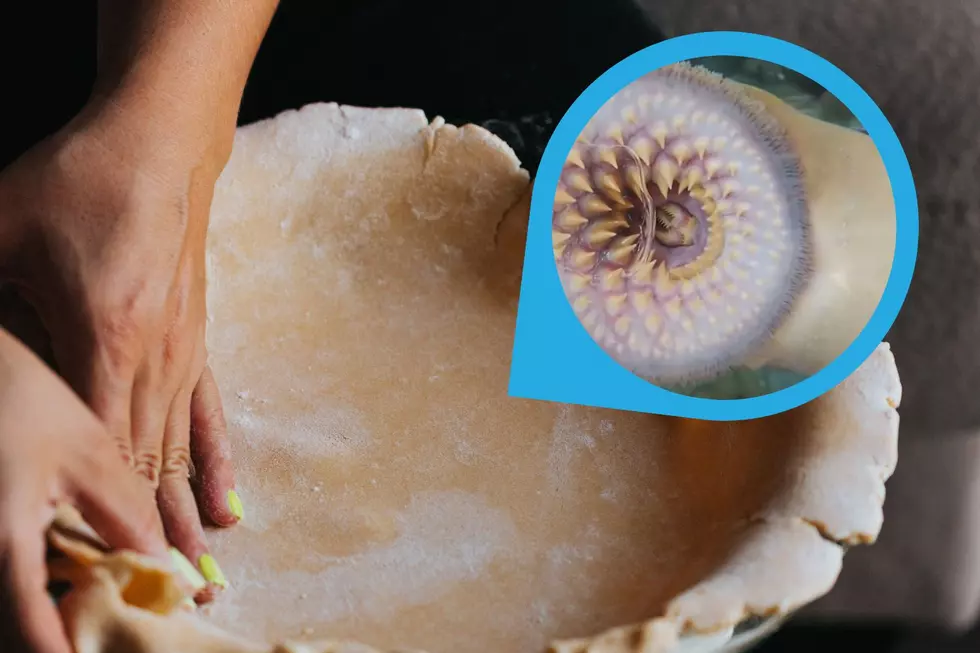 Sea Lamprey Pie: Bizarre Royal Delicacy Links Great Lakes to Great Britain