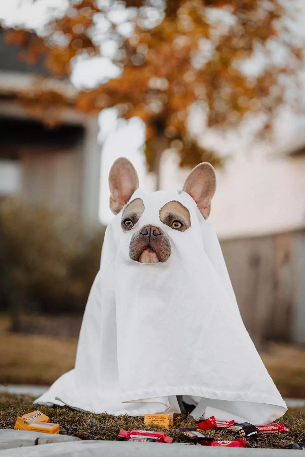Show Us Your Pets in Costume for Pet-O-Ween 2022