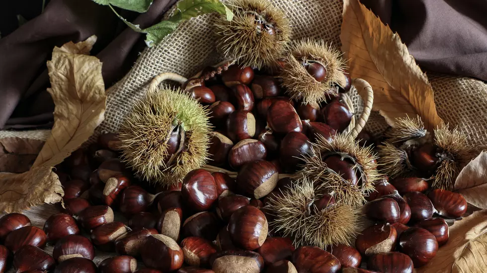 Forget Apples! It's Time to U-Pick Chestnuts in Michigan