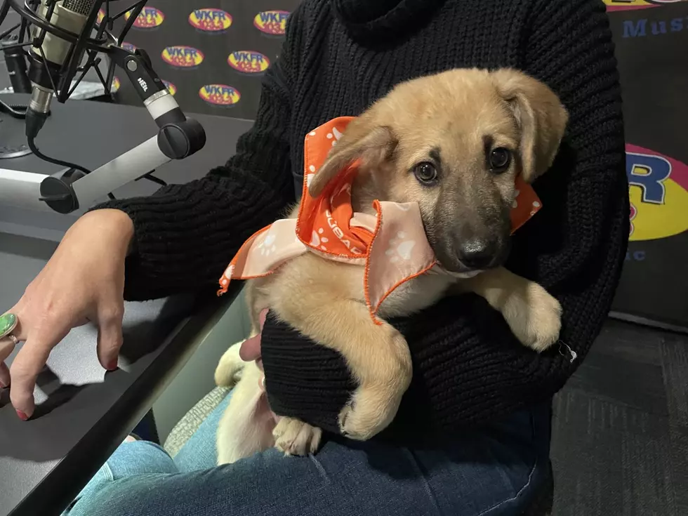 Bobbie, 4-Months-Old, is a Cuddly, Shy Boy Who Needs a New Home