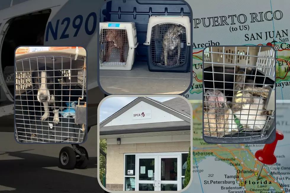 Homeless Dogs Airlifted from Puerto Rico and Florida to Kalamazoo