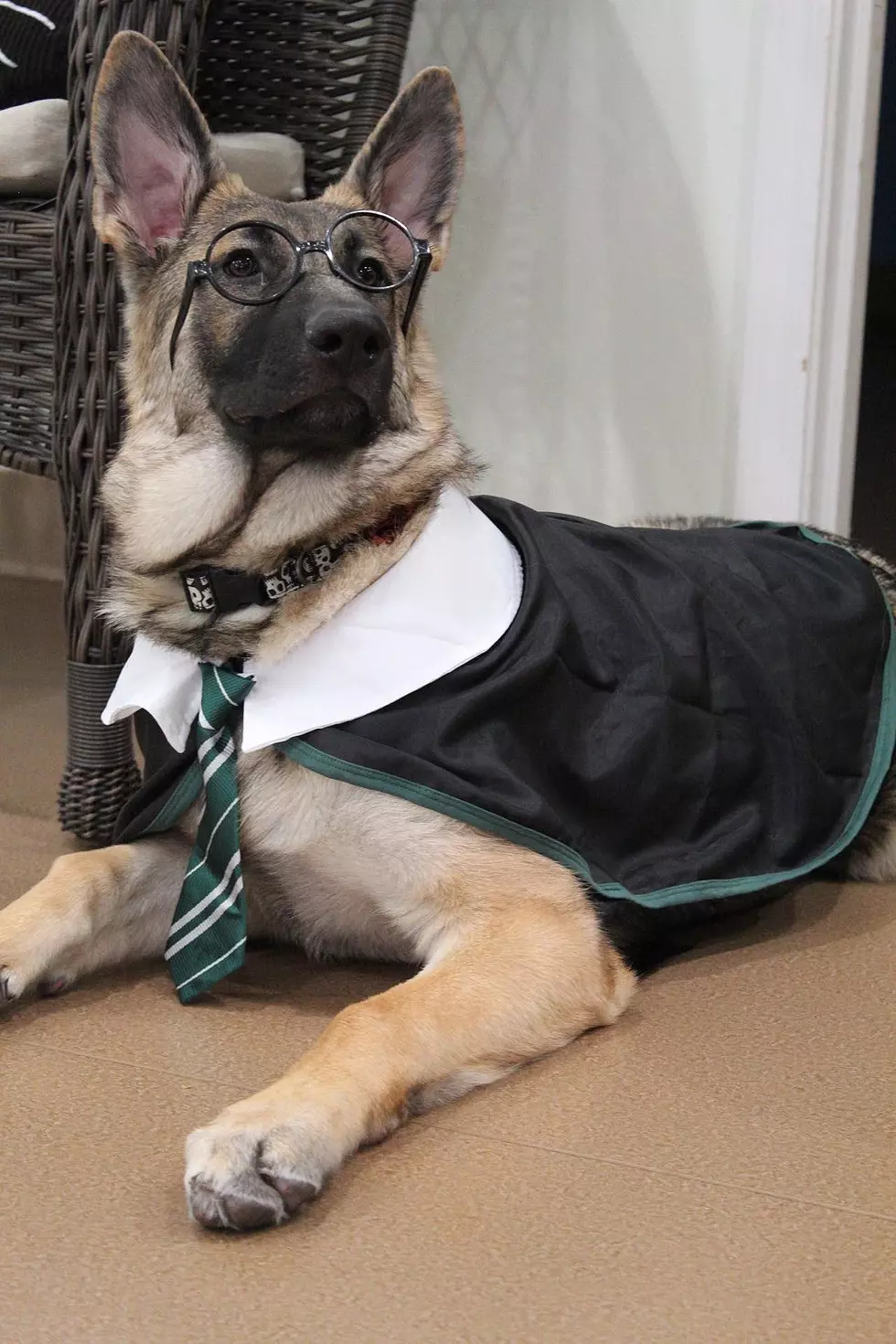 Petoween