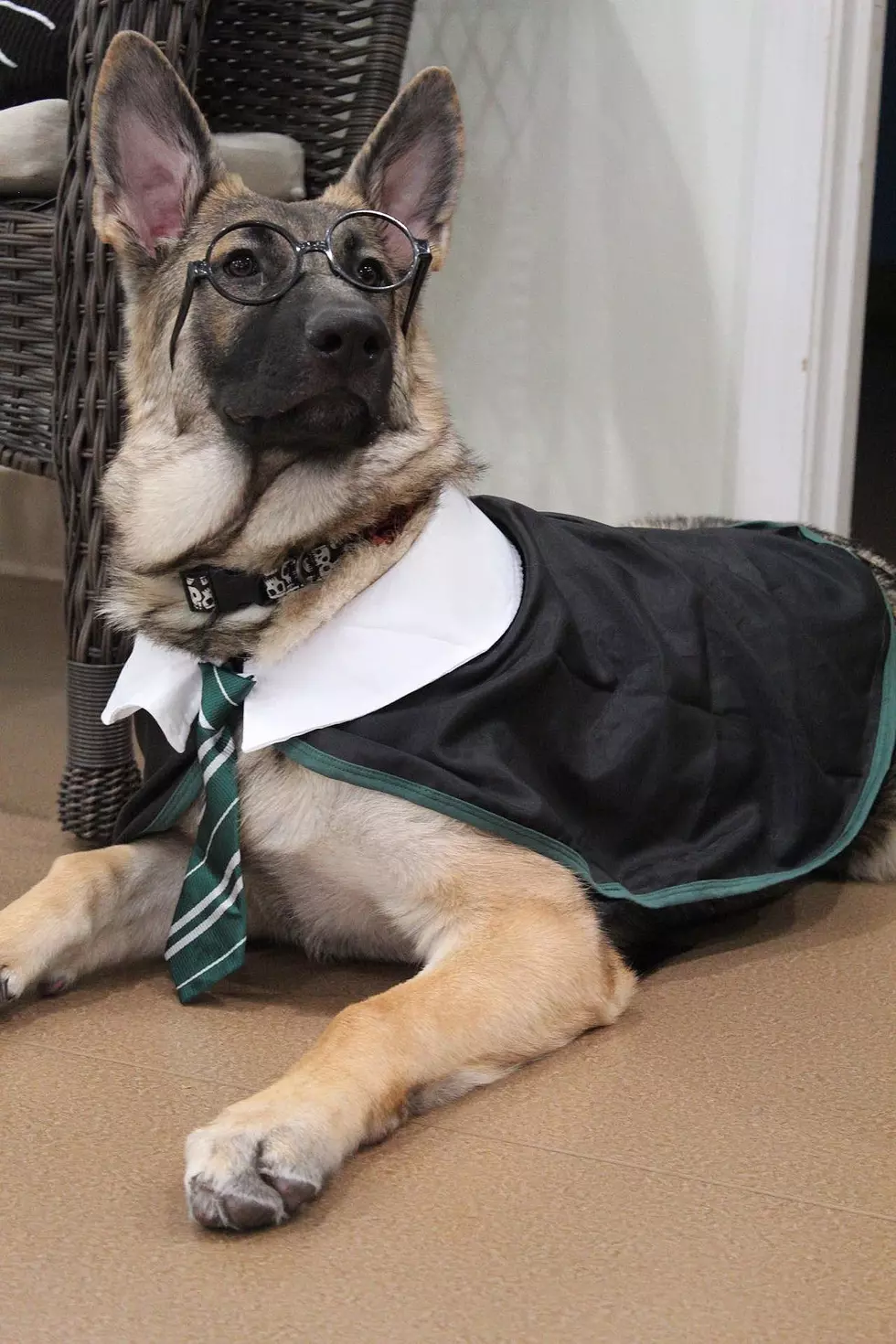 Show Us Your Pets in Costume for Pet-O-Ween 2022