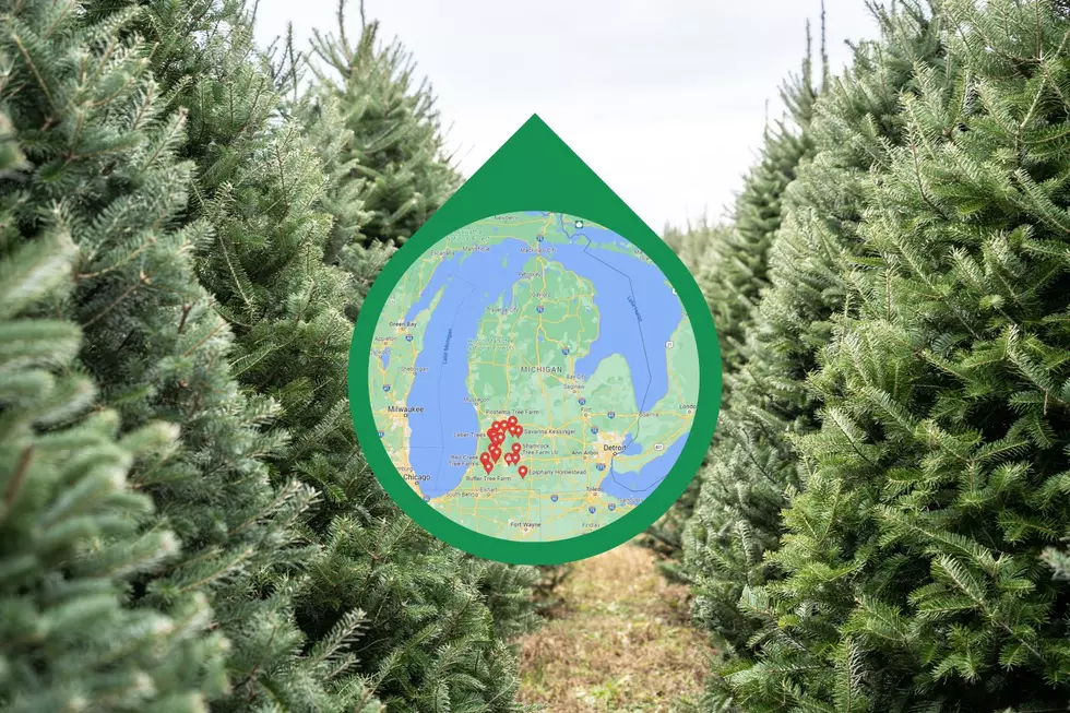Where to Cut Your Own Christmas Trees in Southwest Michigan