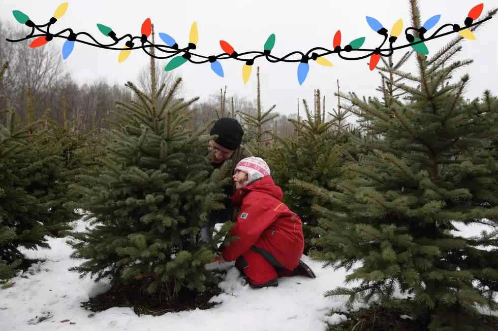 Michigan Among Top 3 Christmas Tree Suppliers in the Country