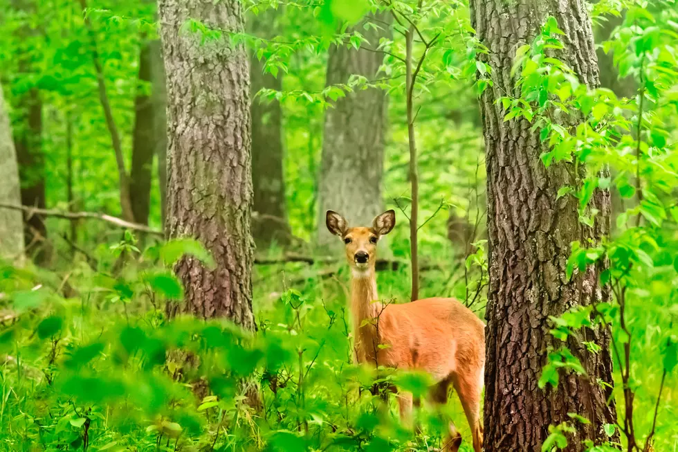 Why Are There a Higher Number of Deer in Kalamazoo This Year?