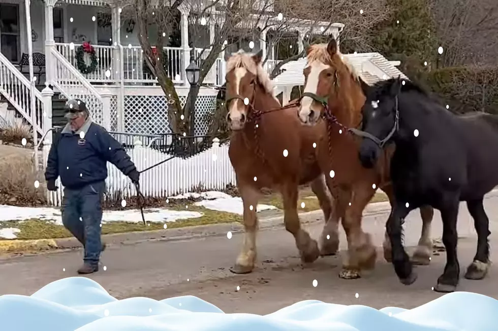 Here's Where the Horses of Mackinac Island Go For The Winter