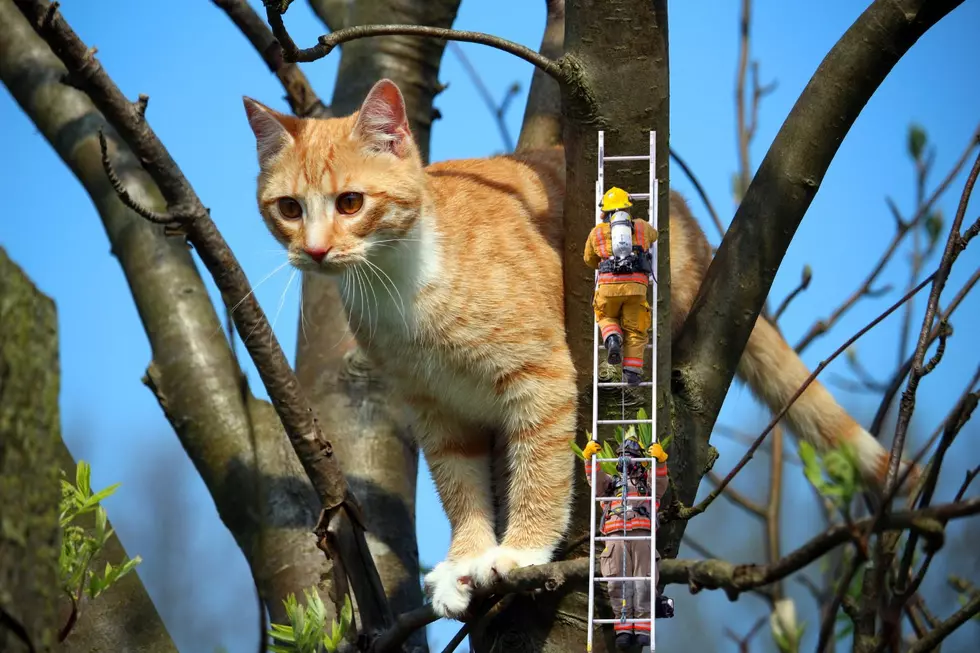 KDPS Officer Rescues Kalamazoo Cat From Tree