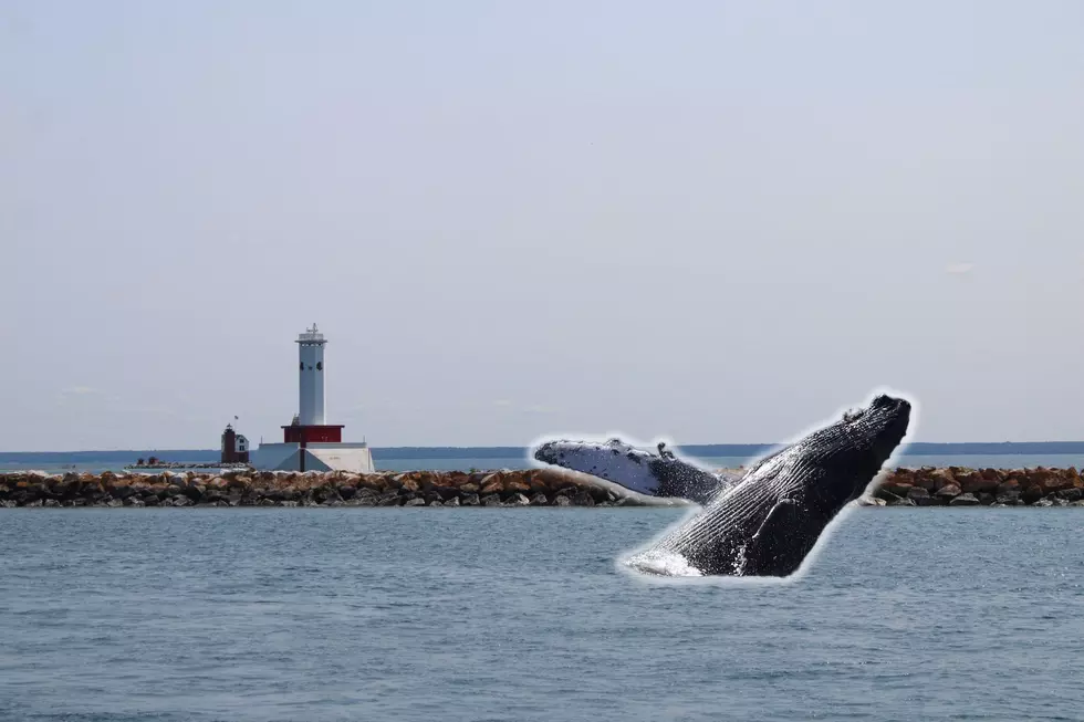 Wait, People Actually Believe There are Whales in Lake Michigan?