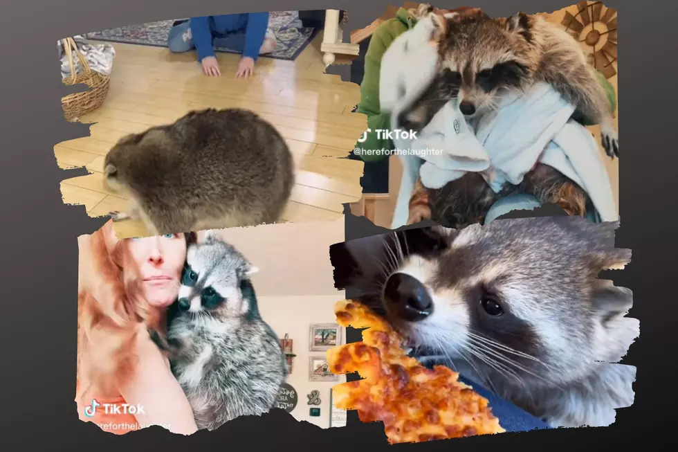 Indiana Raccoons Fat-Shamed on TikTok