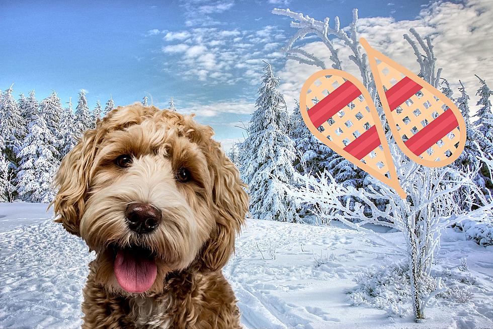 7 Dog-Friendly Winter Activities in West Michigan