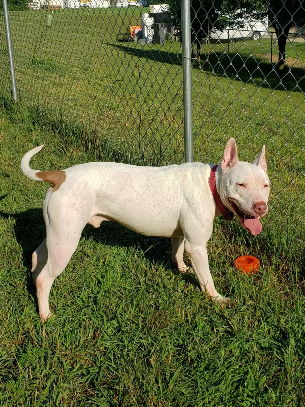 Via/ SPCA of SW Michigan