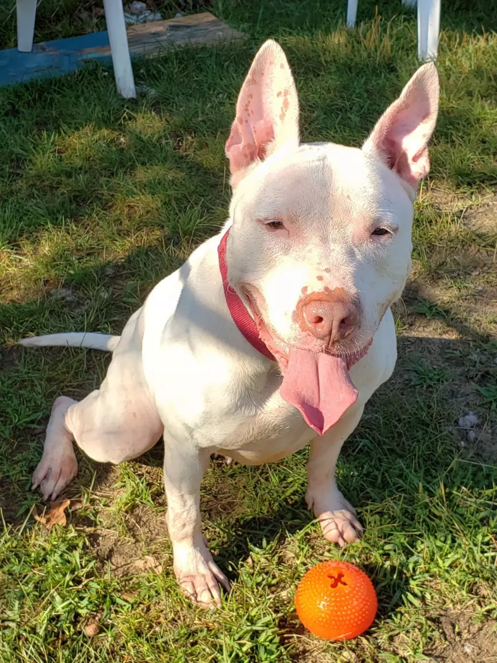 Via/ SPCA of SW Michigan