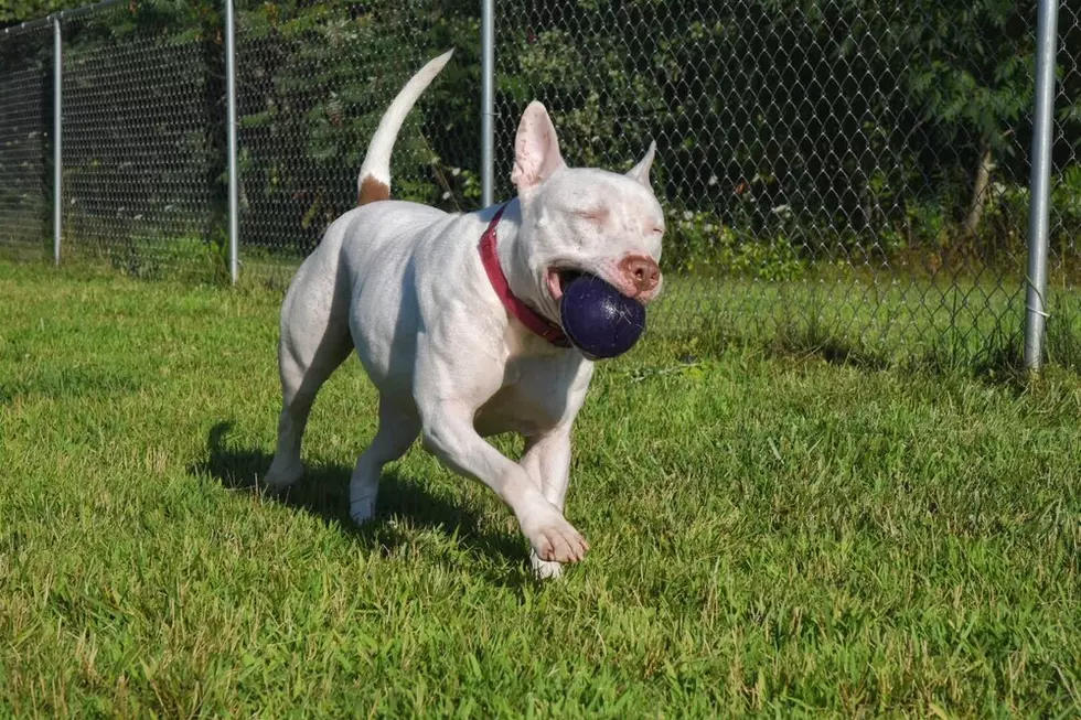 Via/ SPCA of SW Michigan