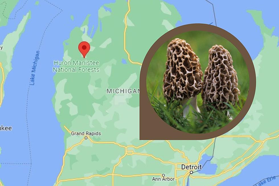 Michigan Is Home To The Mushroom Capital Of The United States