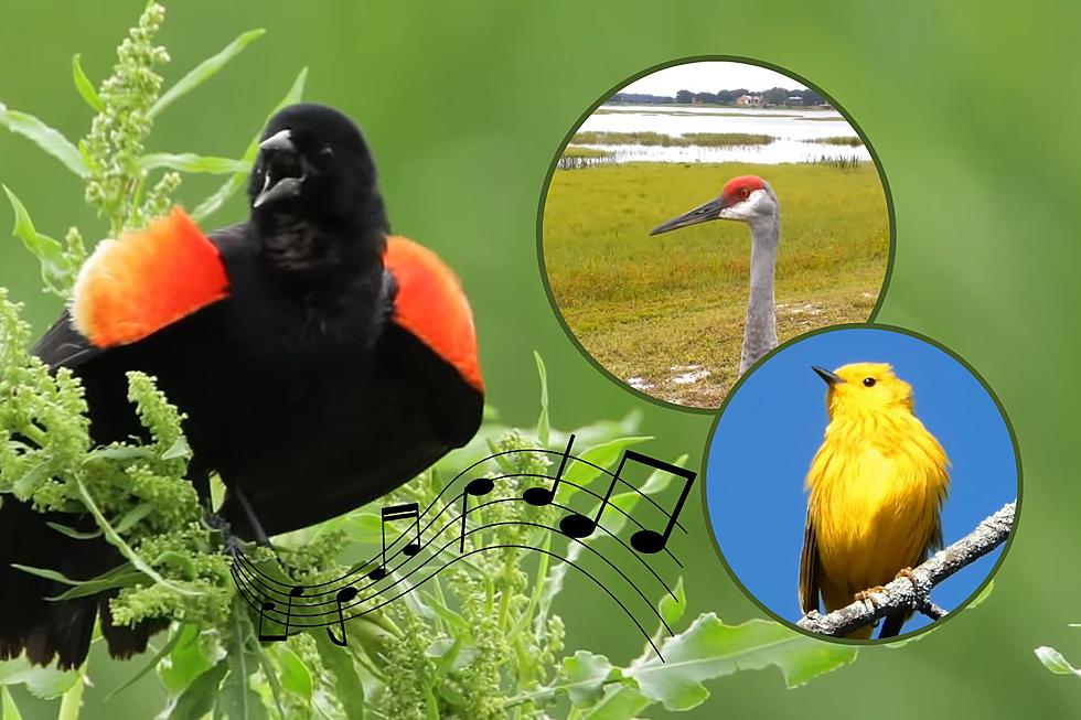 10 Birds You're Probably Hearing in SW Michigan This Spring