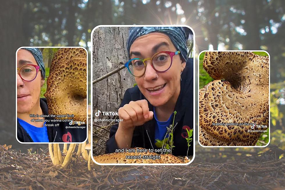 Want to Learn About Foraging? Check Out this WMU Alum’s Tiktok
