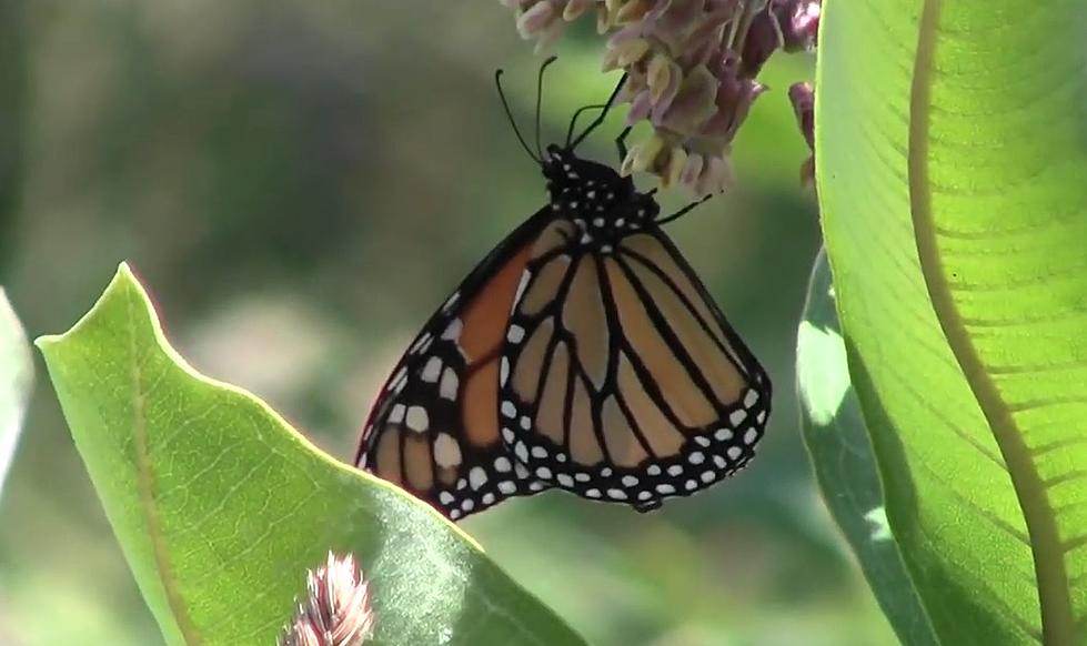 West Michigan Library Helps Bring Wildlife to Your Back Yard