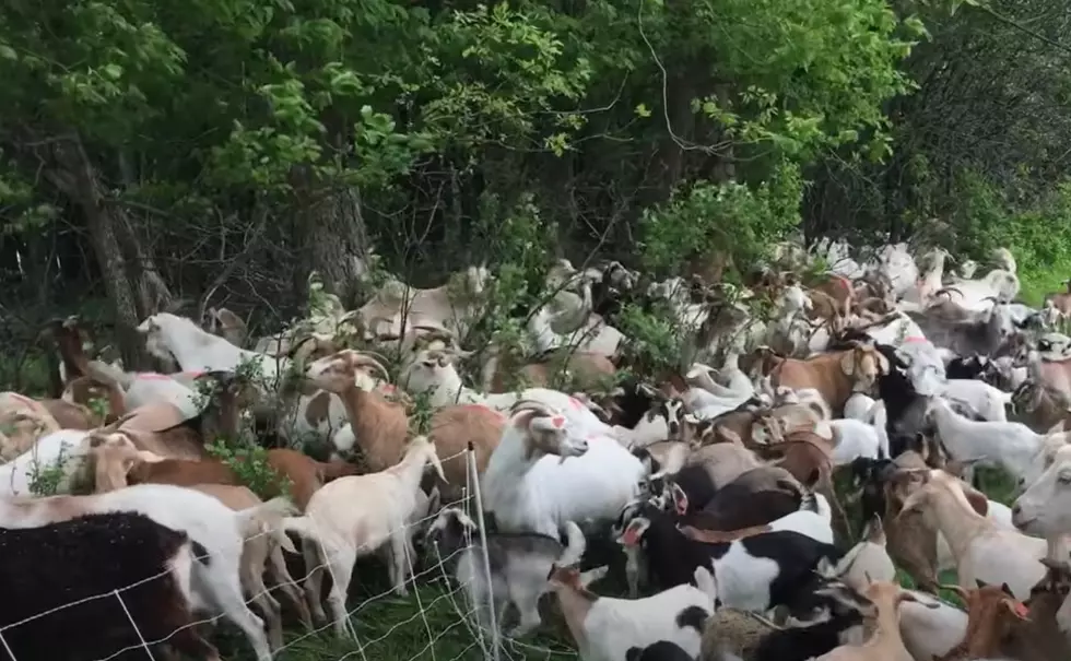Goats On The Go via YouTube