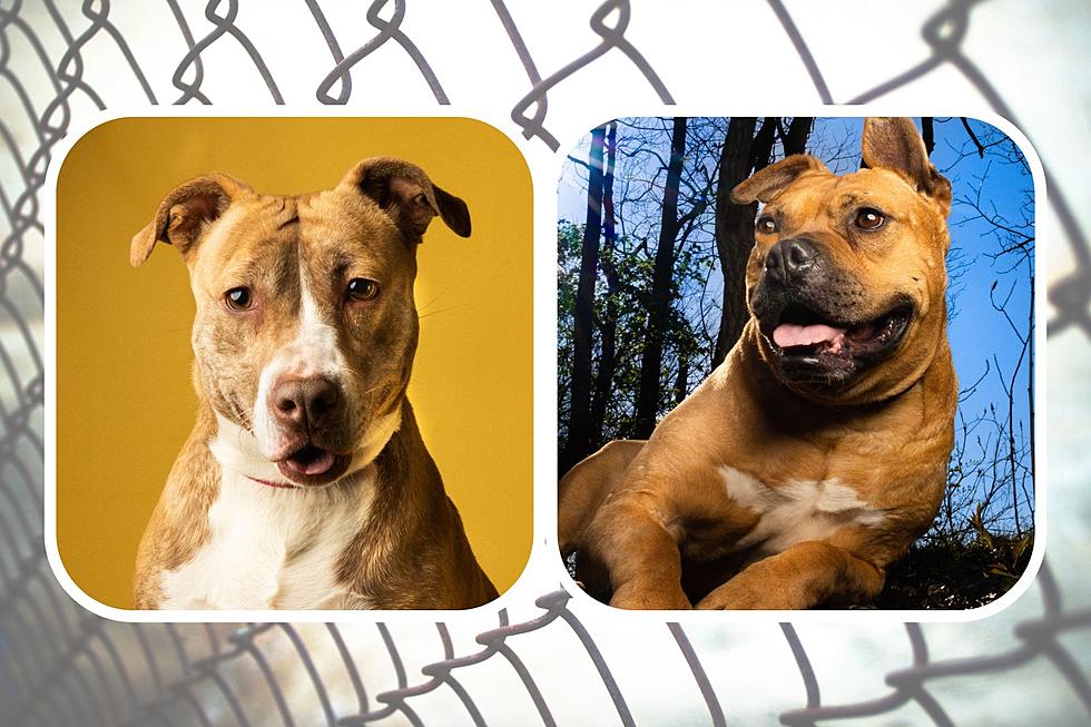 5 Dogs That Have Been at the SPCA of SW Michigan For Over a Year