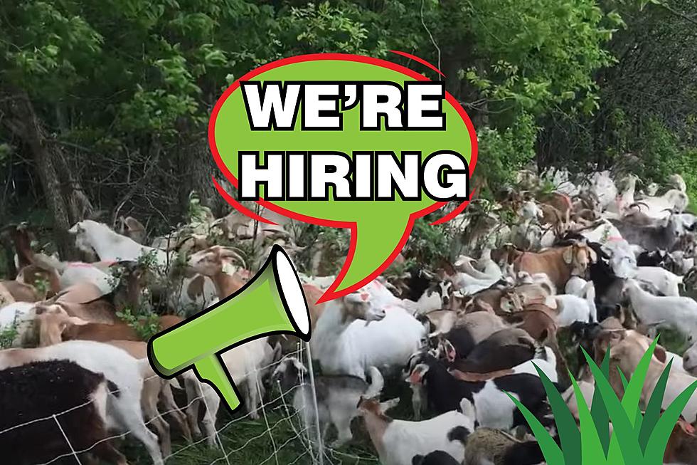 Too Lazy to Mow the Lawn? This West Michigan Farm Offers Grazing Goats For Hire
