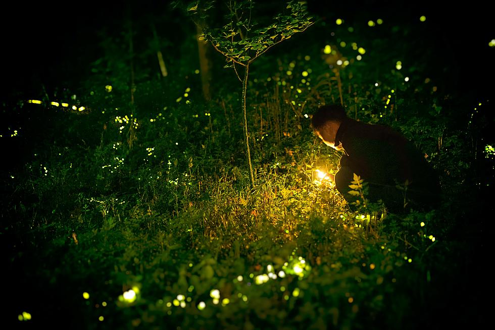 In West Michigan, When Can We Expect To See Fireflies In Our Backyard?