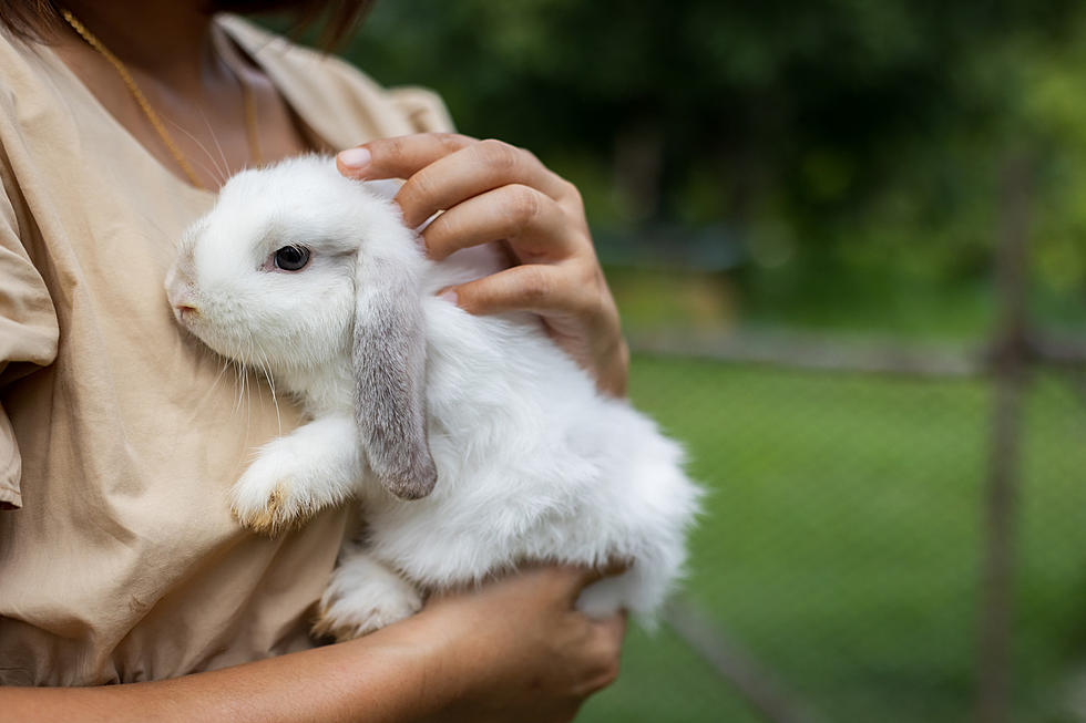 Did You Know That There&#8217;s a Rescue Just for Rabbits in Kalamazoo?