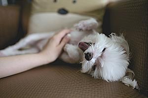 New Ann Arbor Law Would Mean No More Animal Sales at Pet Stores