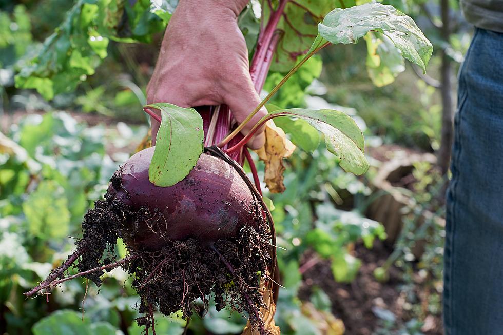 Beets Me! How Much Do You Know About Michigan’s ‘Detroit Red Beet’?