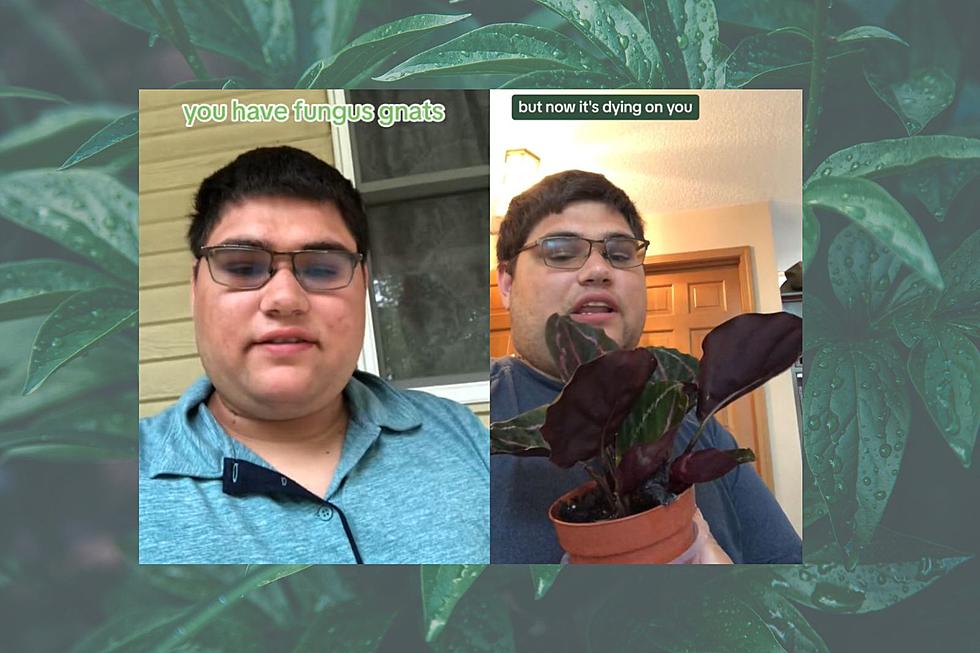 Need Help With Plants? Check Out the Michigan Plant Prodigy