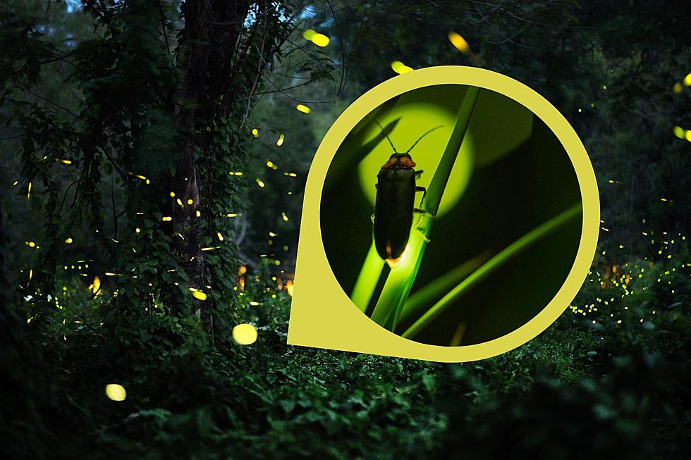 Fireflies or Lightning Bugs, What Do Michiganders Call Them?